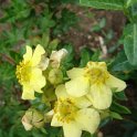 Potentilla fruticosa 'Vilmoriana' fleur P2B P12